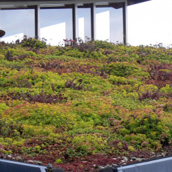 Pose de toiture v&eacute;g&eacute;talis&eacute;e sur b&acirc;timent r&eacute;sidentiel &agrave; P&eacute;ronne-en-M&eacute;lantois