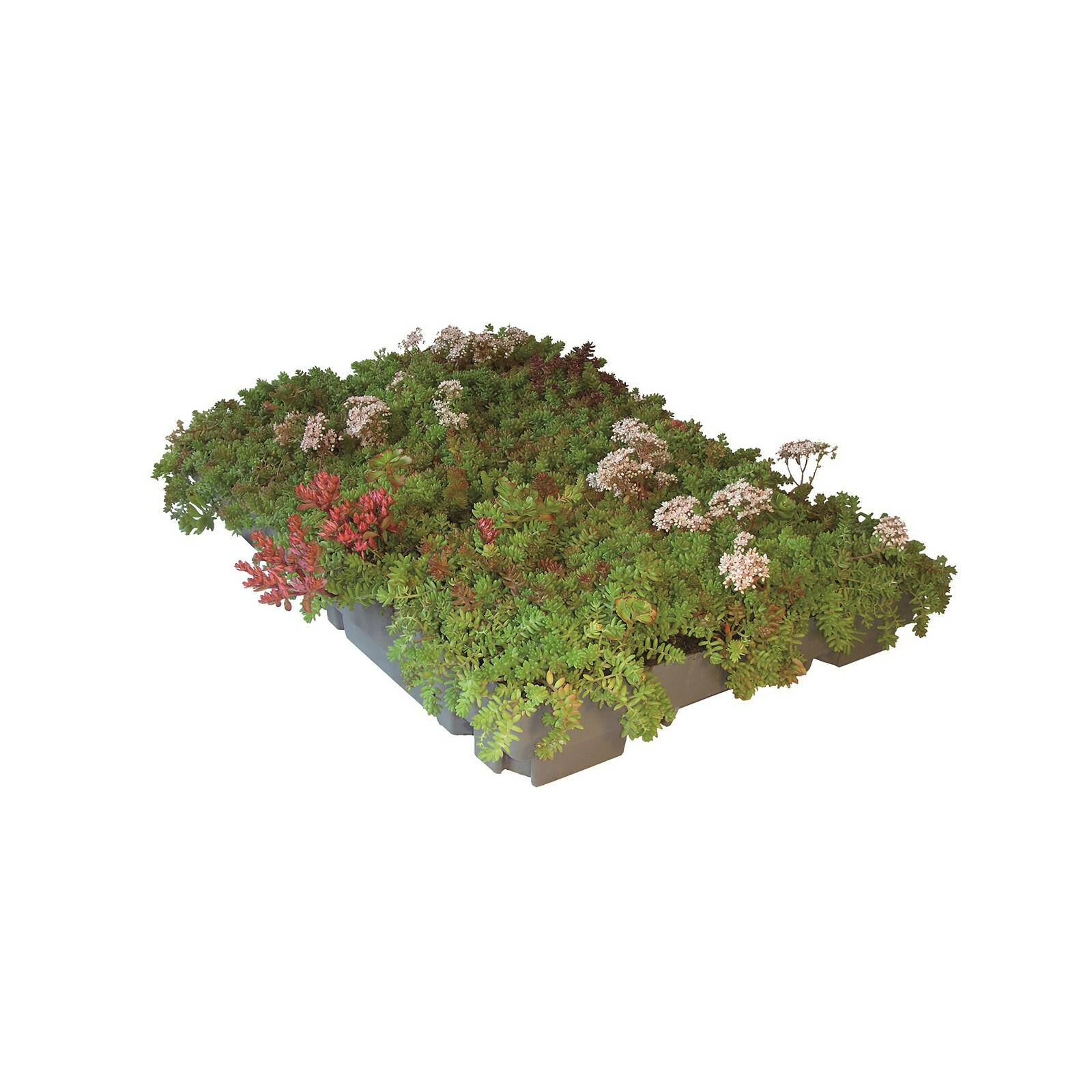 Création de toiture végétalisée sur maison individuelle à Gruson