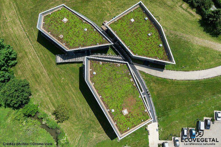 Toiture végétalisée installée sur toiture plate en milieu urbain à Marcq-en-Barœul